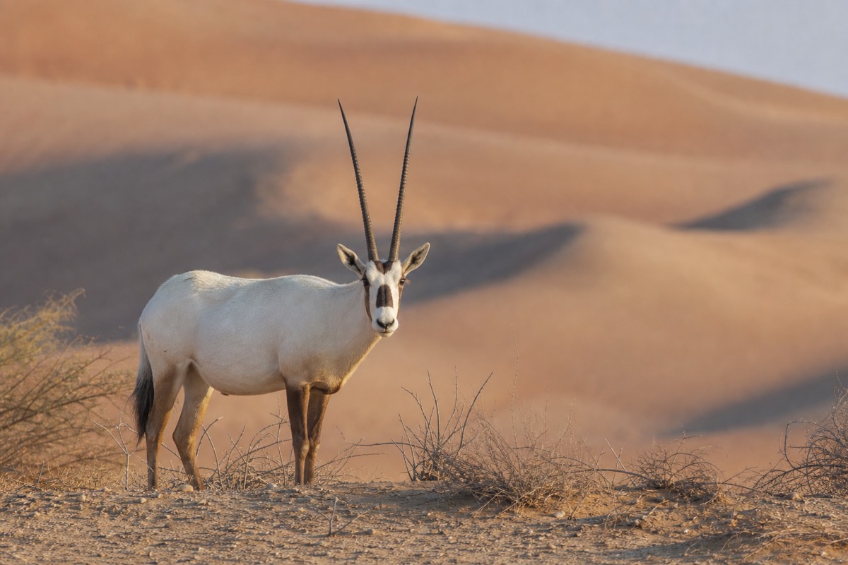 An Arabian oryx on golden dunes, one of the best-known animals of Wahiba Sands